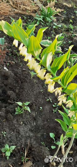 Многолетние цветы