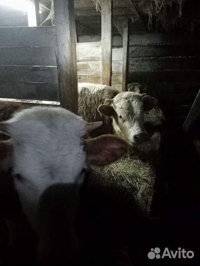 Бычки и быки