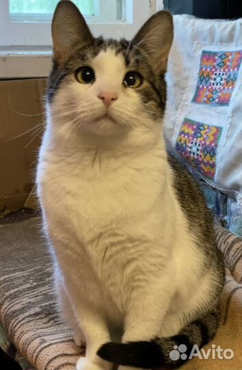 Котята бесплатно в хорошие руки