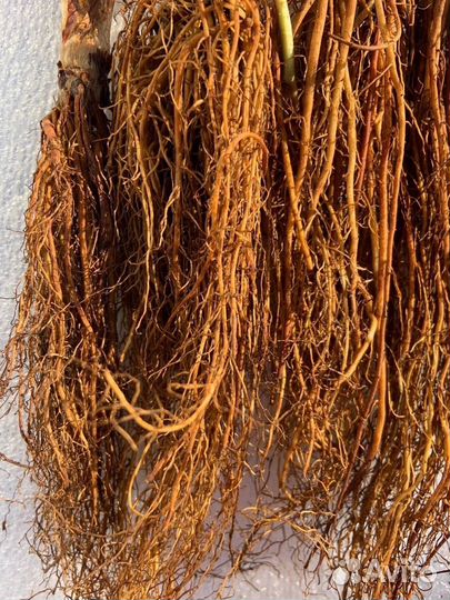 Продажа клубники фриго