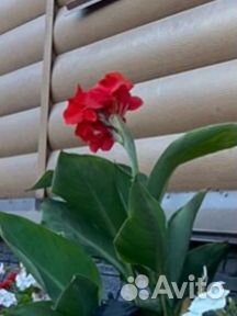 Канна индийская