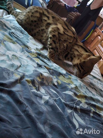 Бенгальский кот