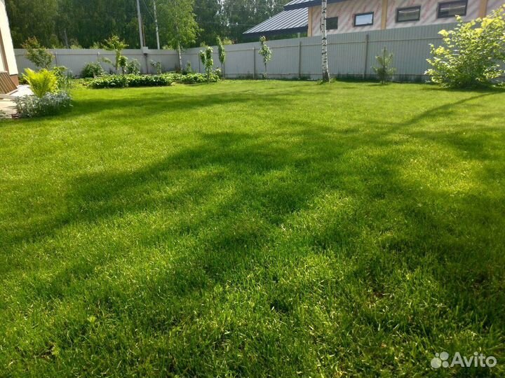 Посевной газон, посев газона