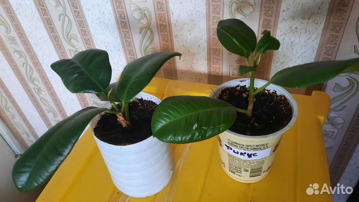 Фикус и пеперомия туполистная