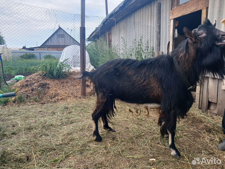 Чешский козел