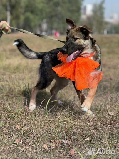 Смешной щенок Момо из приюта