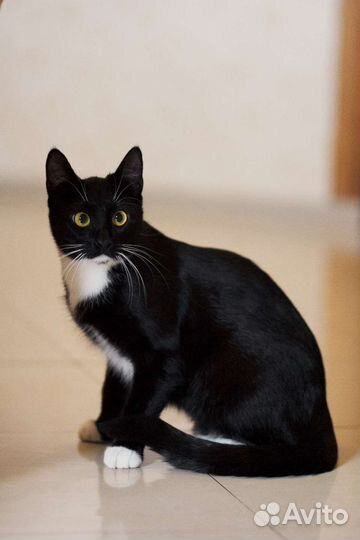 Просто Маркиза