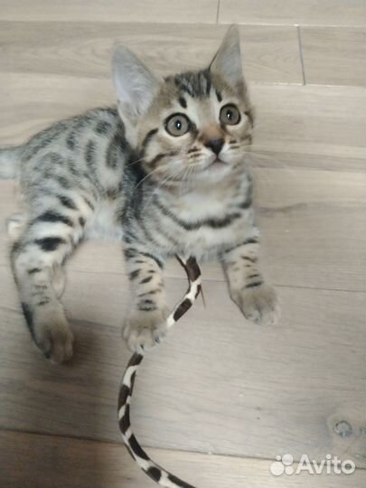 Бенгальский котёнок