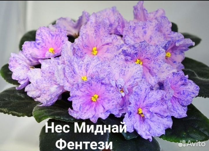 Фиалка,детки