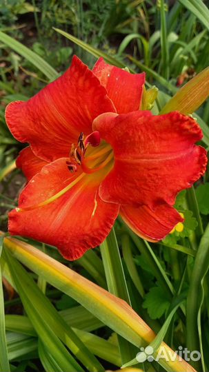 Лилейник сортовой