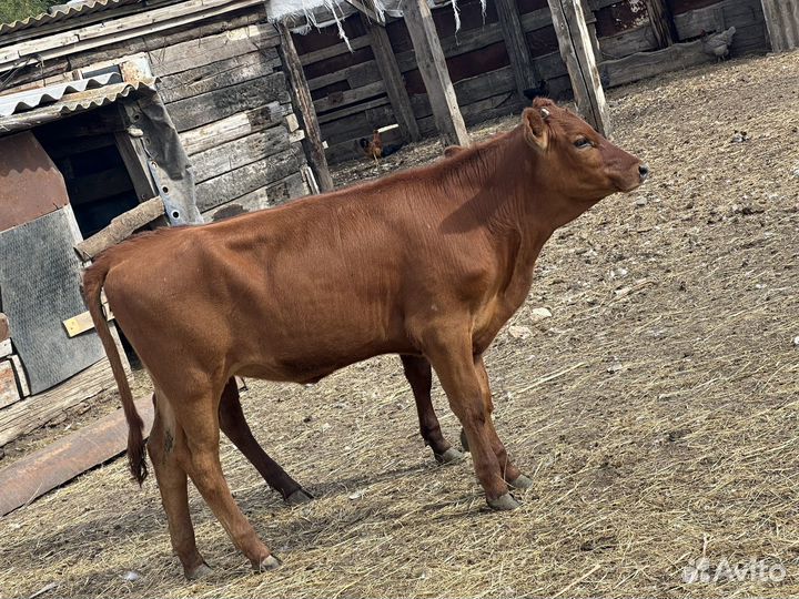 Молодые телки