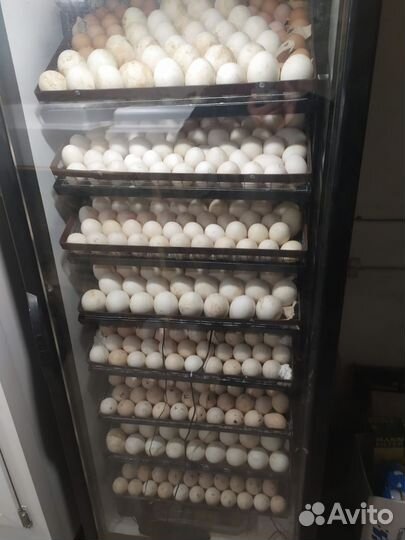 Инкубатор для яиц автоматический