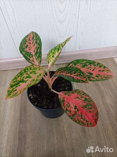 Аглаонема Sab Ratsamee