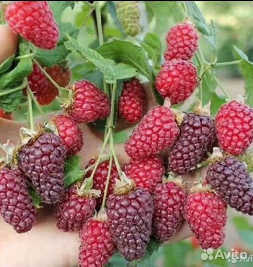 Ежемалина тайбери,букингем тайбери