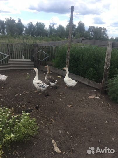 Гуси 1 год
