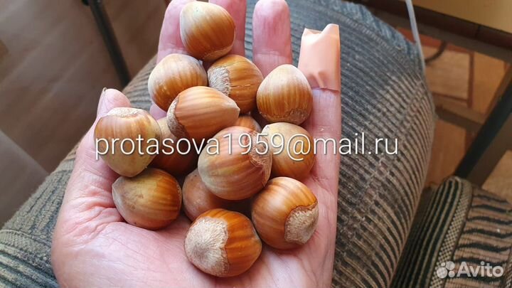 Саженцы плодовых деревьев