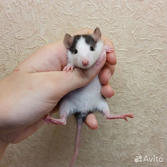 Декоративная крыса дамбо