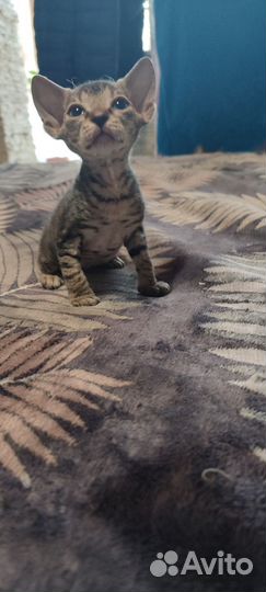 Канадский сфинкс котенок