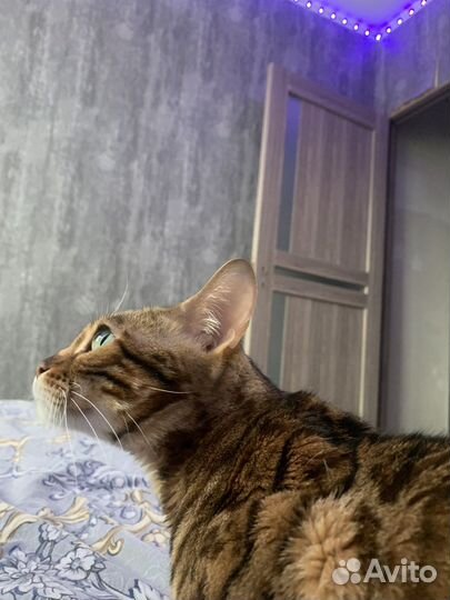 Бенгальская кошка вязка