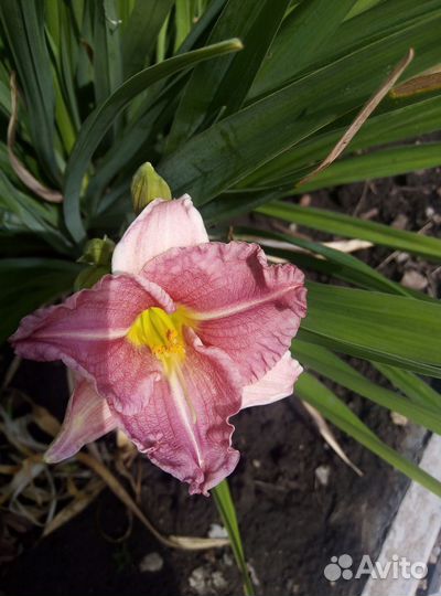 Примула Хоста Эхинацея Лилейник Хризантема, пряные