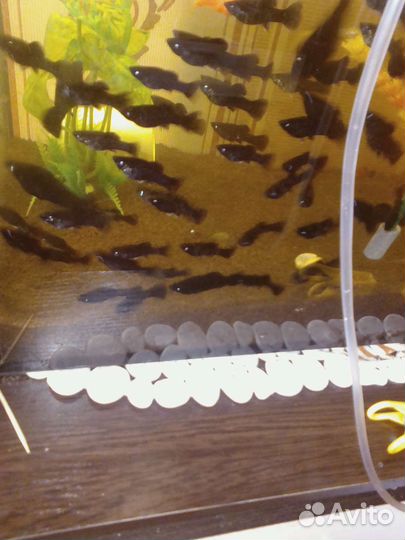 Взрослые моллинезии и гуппи