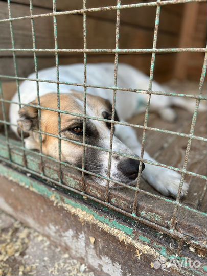 Бывшедомашняя нежная Скарлетт ищет новый дом