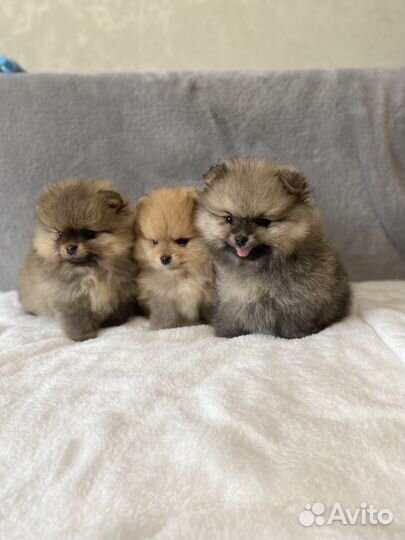 Померанский шпиц