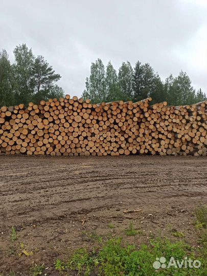 Лес кругляк осина