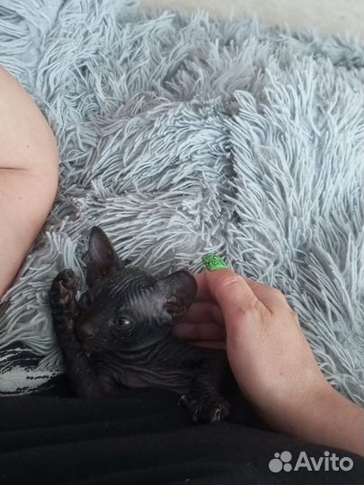 Донской сфинкс