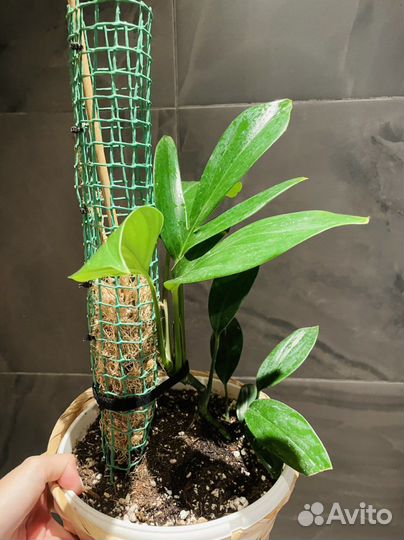 Рафидофора декурсива