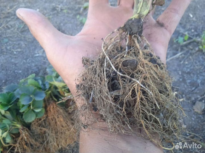 Рассада клубники и Малины