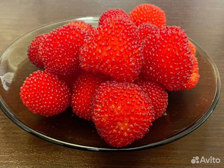 Малина тибетская, саженцы