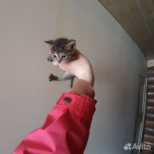 Котята в добрые руки 1 месяц