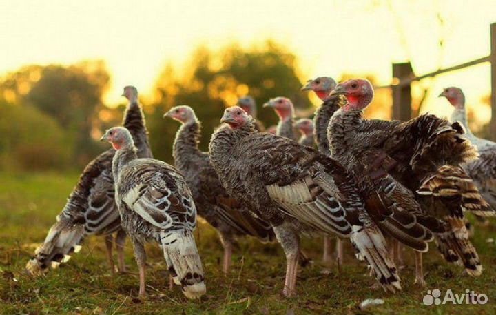 Яйцо индейки отборное+