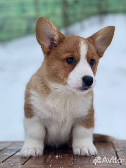 Бордер колли. Девочки для семьи