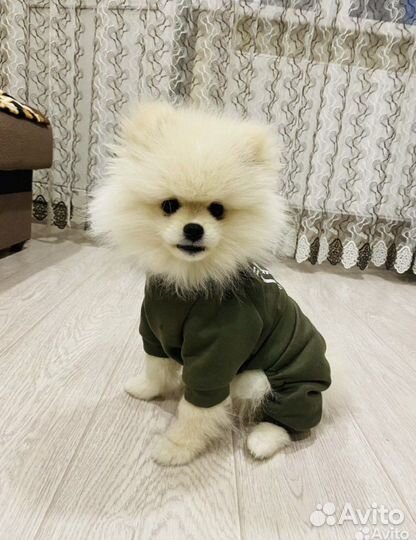 Померанский шпиц вязка