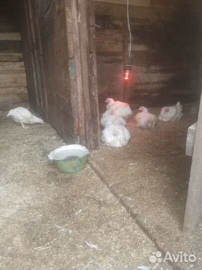 Домашние куры бройлеры