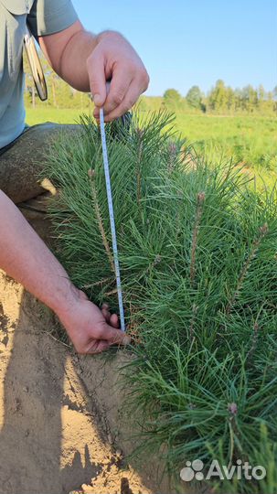 Саженцы сосны и ели окс от производителя
