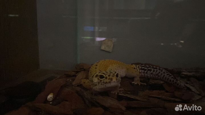 Эублефар с террариумом