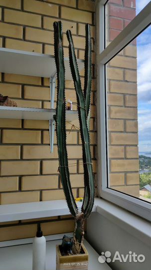 Кактусы и суккуленты