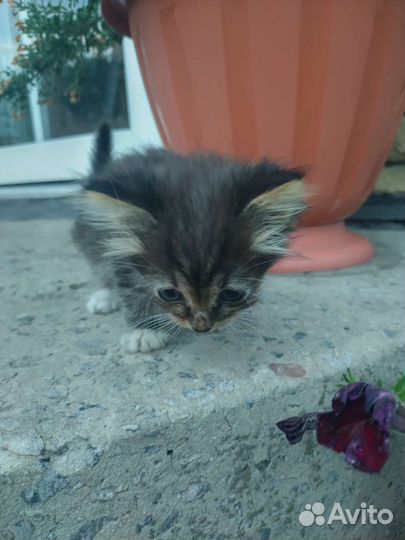 Котята бесплатно