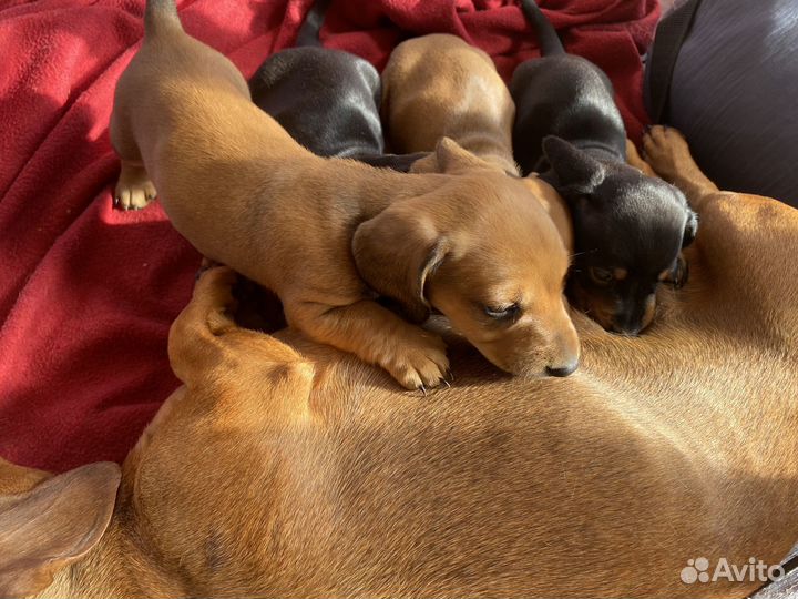 Собаки щенки таксы