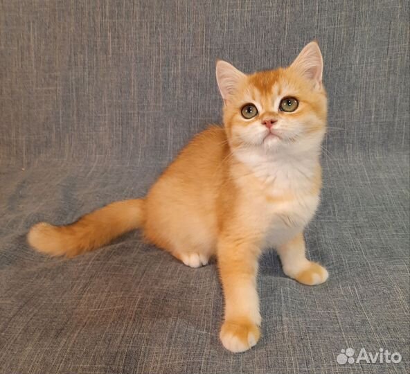 Британский котенок