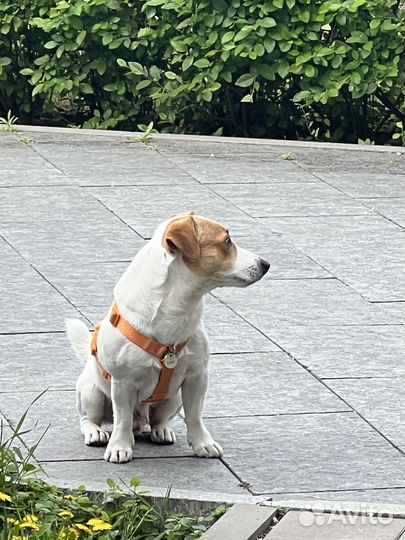 Джек рассел вязка