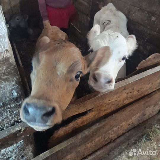 Продам бычков и тёлку суксунку