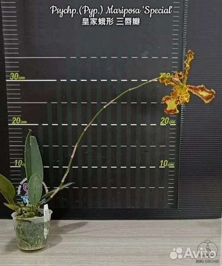 Орхидея Psychp.(Pyp.) Mariposa Special