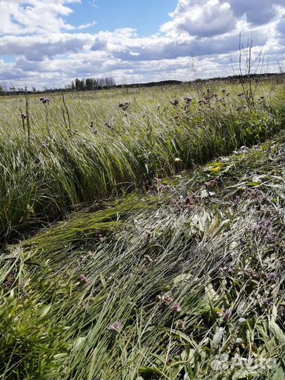 Продам сено в рулонах