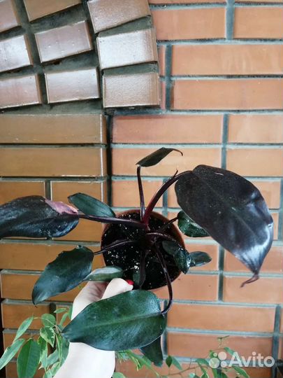 Филодендрон розовая принцесса