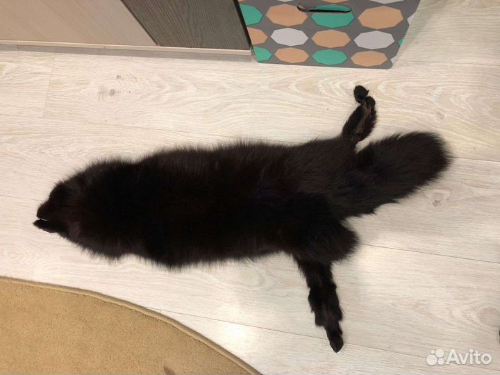 Шкура песца