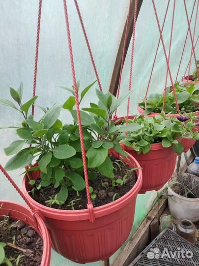 Рассада огурцов